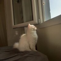 British Longhair, Kedi  Miyu fotoğrafı