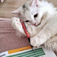 British Longhair, Kedi  Miyu fotoğrafı