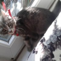 Mavi Rus, Kedi  Oscar fotoğrafı