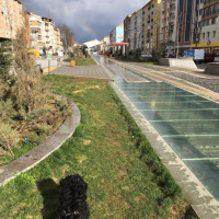 Maltese, Köpek  Zeytin fotoğrafı