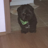 Maltese, Köpek  Zeytin fotoğrafı