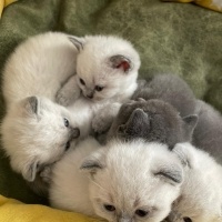 Scottish Fold, Kedi  Yuva Arıyoruz Scottisch & British fotoğrafı
