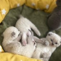 Scottish Fold, Kedi  Yuva Arıyoruz Scottisch & British fotoğrafı