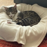 Tekir Kedi, Kedi  Çakıl fotoğrafı