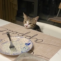 Tekir Kedi, Kedi  Çakıl fotoğrafı