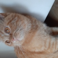 British Longhair, Kedi  Tarçın fotoğrafı