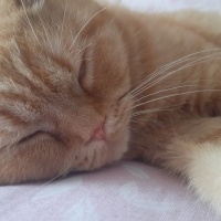 British Longhair, Kedi  Tarçın fotoğrafı