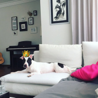Amerikan Pitbull Terrier, Köpek  Sasha fotoğrafı