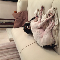 Amerikan Pitbull Terrier, Köpek  Sasha fotoğrafı