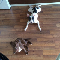 Amerikan Pitbull Terrier, Köpek  Sasha fotoğrafı