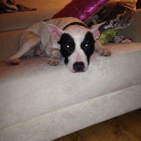 Amerikan Pitbull Terrier, Köpek  Sasha fotoğrafı