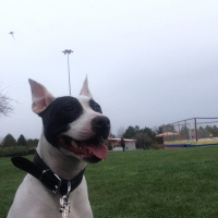 Amerikan Pitbull Terrier, Köpek  Sasha fotoğrafı