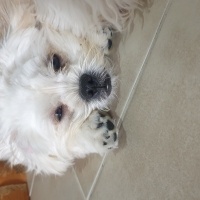 Maltese, Köpek  Pablo fotoğrafı