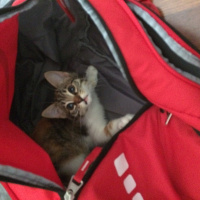 Tekir Kedi, Kedi  Şeker fotoğrafı