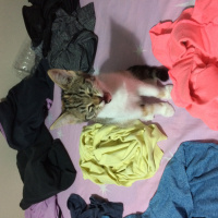 Tekir Kedi, Kedi  Şeker fotoğrafı