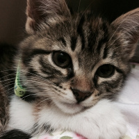 Tekir Kedi, Kedi  Şeker fotoğrafı