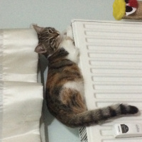 Tekir Kedi, Kedi  Şeker fotoğrafı