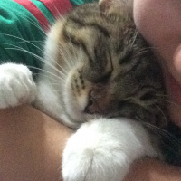 Tekir Kedi, Kedi  Şeker fotoğrafı