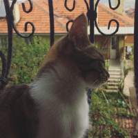 Tekir Kedi, Kedi  Şeker fotoğrafı