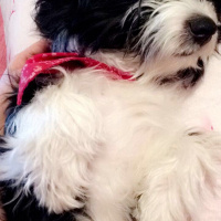 Maltese, Köpek  Eyşan fotoğrafı
