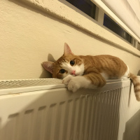 Tekir Kedi, Kedi  Nazlı fotoğrafı