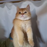 Scottish Fold, Kedi  Karamel fotoğrafı