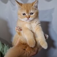 Scottish Fold, Kedi  Karamel fotoğrafı