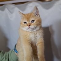 Scottish Fold, Kedi  Karamel fotoğrafı