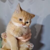 Scottish Fold, Kedi  Karamel fotoğrafı