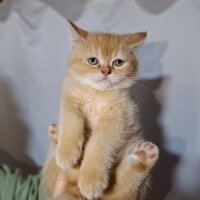 Scottish Fold, Kedi  Karamel fotoğrafı