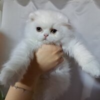 Scottish Fold, Kedi  Pişmaniye fotoğrafı