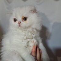 Scottish Fold, Kedi  Pişmaniye fotoğrafı