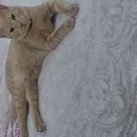 Sarman, Kedi  Müezza fotoğrafı