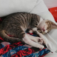 Tekir Kedi, Kedi  Mındık fotoğrafı