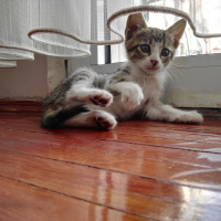 Tekir Kedi, Kedi  Mındık fotoğrafı