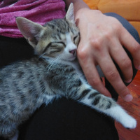 Tekir Kedi, Kedi  Mındık fotoğrafı