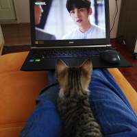 Tekir Kedi, Kedi  Mındık fotoğrafı