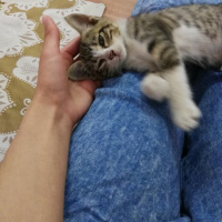 Tekir Kedi, Kedi  Mındık fotoğrafı