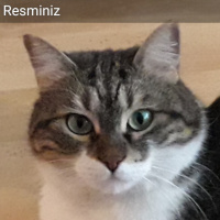 Tekir Kedi, Kedi  Şule fotoğrafı