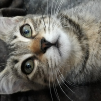 Tekir Kedi, Kedi  Ceviz fotoğrafı