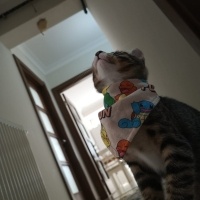 Tekir Kedi, Kedi  Atmaca fotoğrafı