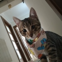 Tekir Kedi, Kedi  Atmaca fotoğrafı