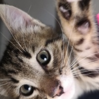 Tekir Kedi, Kedi  Atmaca fotoğrafı