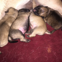 Pug, Köpek  BONCUK fotoğrafı
