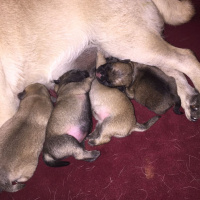 Pug, Köpek  BONCUK fotoğrafı