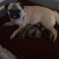 Pug, Köpek  BONCUK fotoğrafı