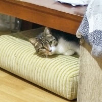 Tekir Kedi, Kedi  Mia fotoğrafı