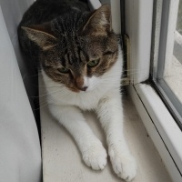 Tekir Kedi, Kedi  Mia fotoğrafı