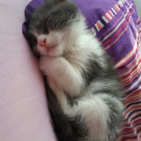 Tekir Kedi, Kedi  Pancar fotoğrafı