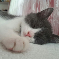 Tekir Kedi, Kedi  Pancar fotoğrafı